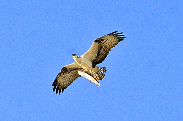 IMG_6004