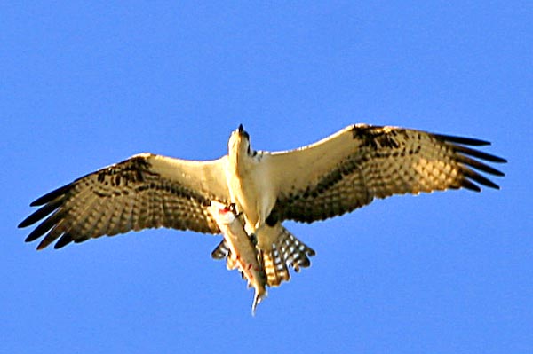 IMG_6007