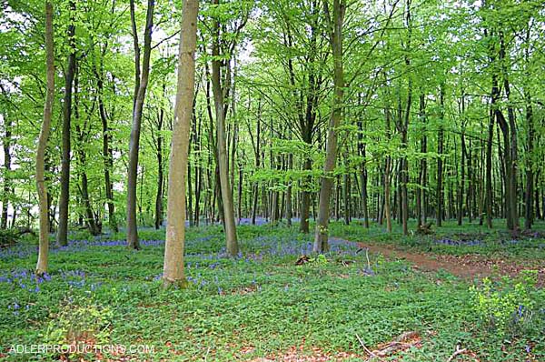 IMG_4234