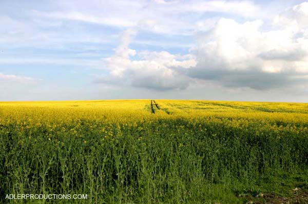 field-print