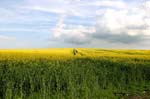 field-print