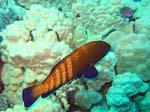 IMG_4710A