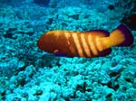 IMG_4722A
