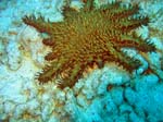 IMG_4732A