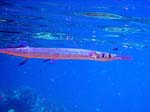 IMG_2612a